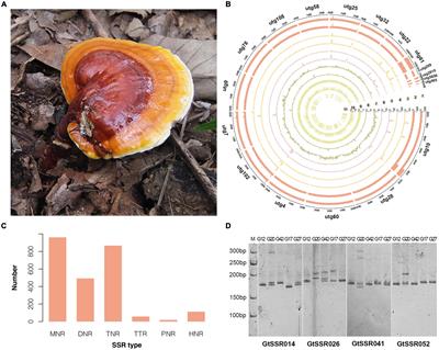 Genome of Ganoderma Species Provides Insights Into the Evolution, Conifers Substrate Utilization, and Terpene Synthesis for Ganoderma tsugae